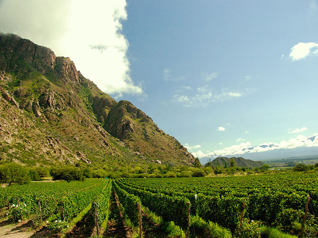 Vineyards_near_mountains-Jlla00-CC BY-SA 3.0